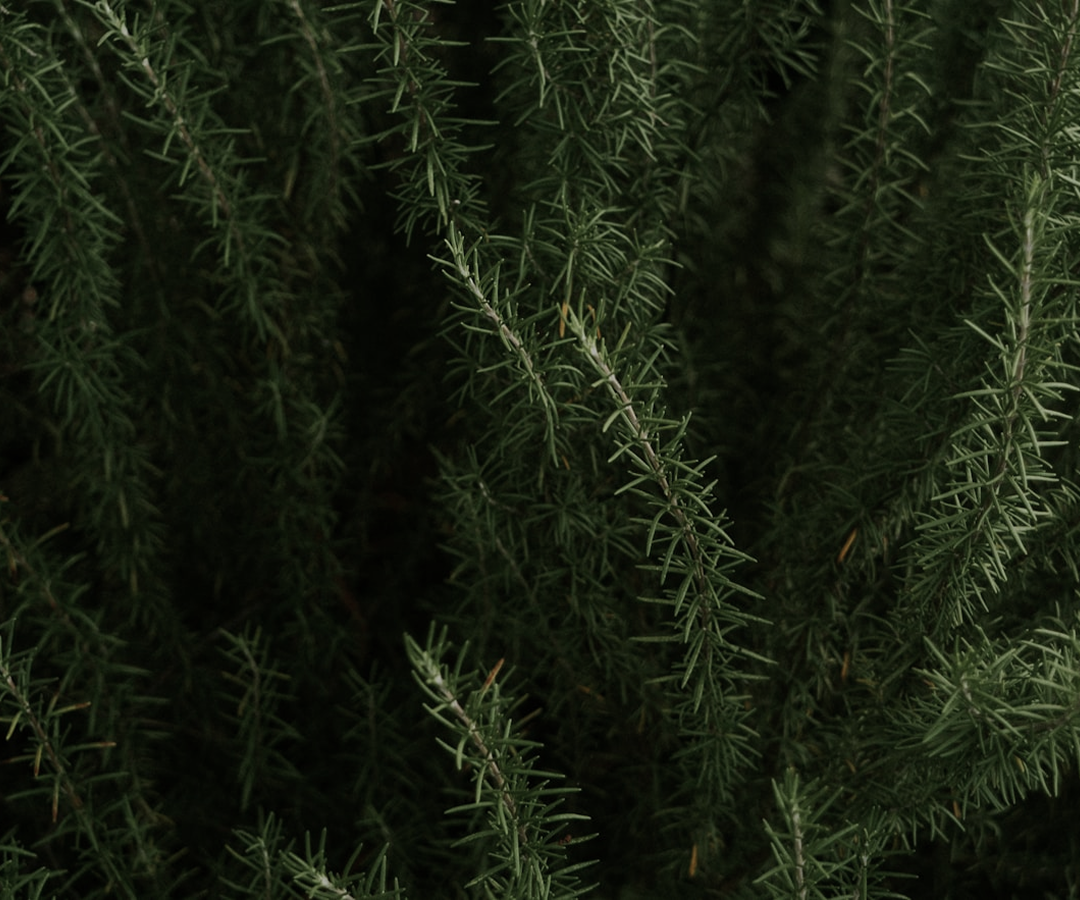 Thyme Essential Oil