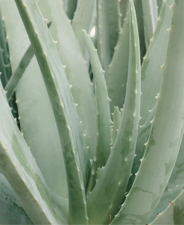 Aloe Vera